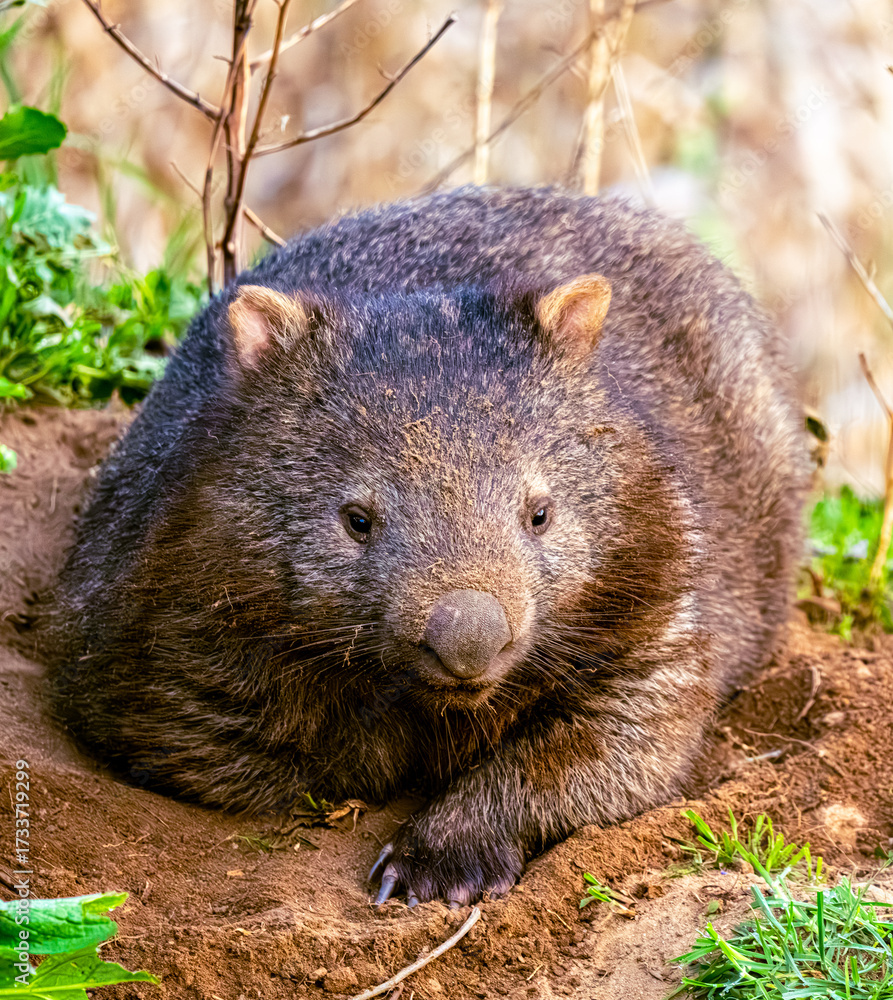 Naklejka premium wombat