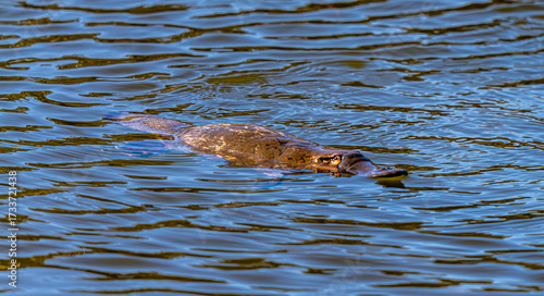 Tableau sur toile platypus