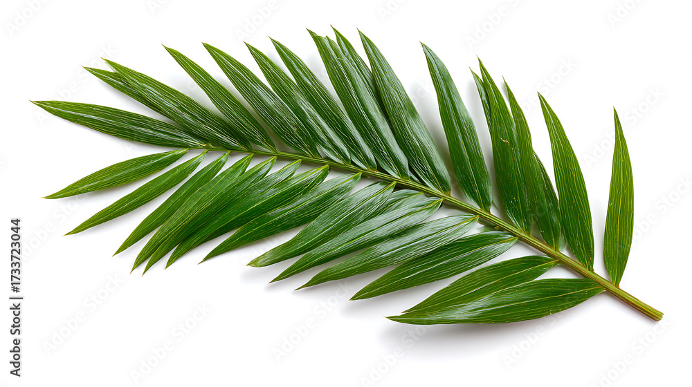 Fototapeta premium Single natural green leaf with smooth texture isolated on white background
