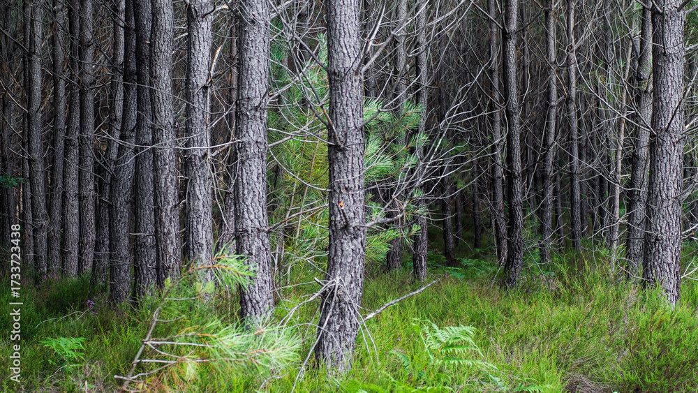 Obraz premium Forêt des Landes de Gascogne au printemps