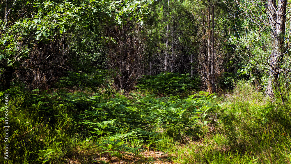 Obraz premium Forêt des Landes de Gascogne au printemps