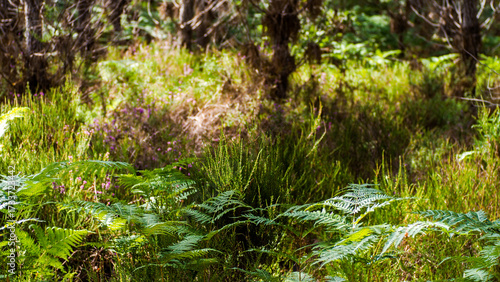 Forêt des Landes de Gascogne au printemps