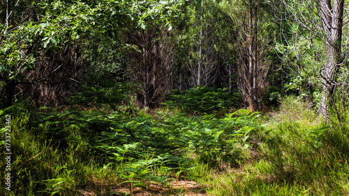 Forêt des Landes de Gascogne au printemps