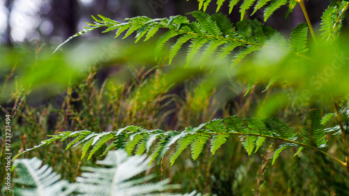 Forêt des Landes de Gascogne au printemps
