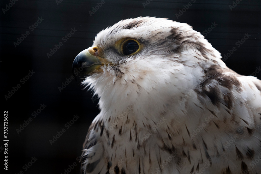 Obraz premium Falco Cherrug falcon bird of prey close up portrait on black background