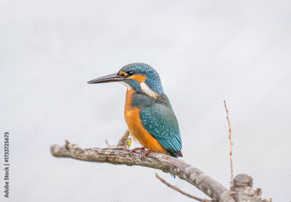 Fototapeta premium Kingfisher, male, on a branch