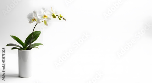Minimalist composition of an elegant white orchid flower in a modern vase, isolated on a clean white background with ample copy space
