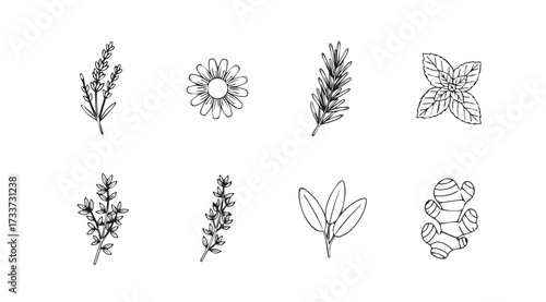Vector art of herbs