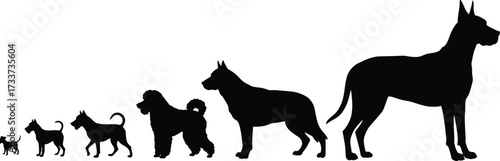 Dog silhouettes, small to large, pet size comparison, animal breeds, black outline, domestic dogs, growth stages, canine chart, vector illustration, isolated design