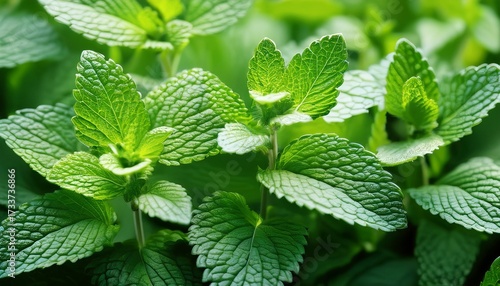 Lemon Balm Melissa Herb Leaves Closeup