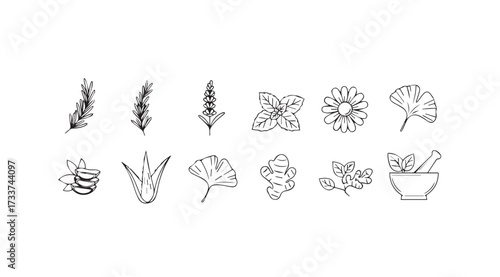 Vector art of herbs