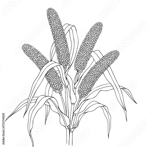Four millets on a white transparent background- Hand-drawn Art