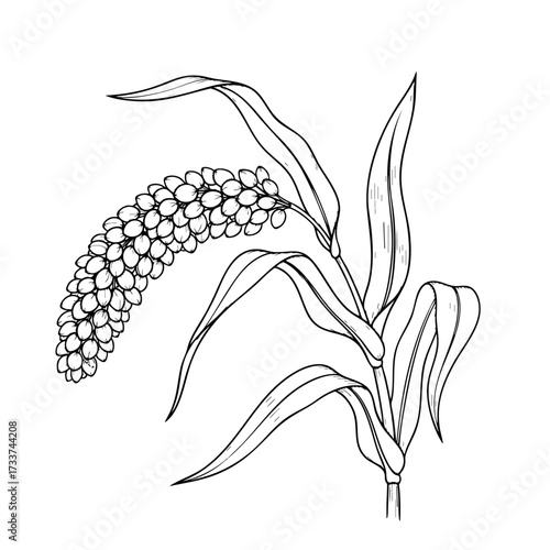 Millets bent on the side on a white transparent background- Hand-drawn Art