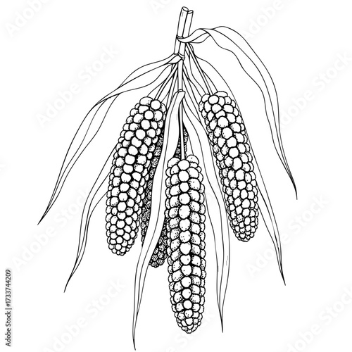 Three millets hanging on a white transparent background- Hand-drawn Art