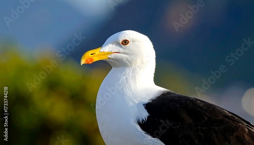 Close-up profile of a seabird with white body, black wings, and a yellow beak against a blurred background
