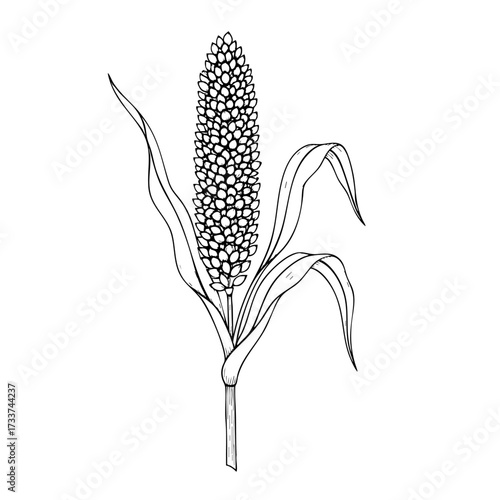 millets on a white transparent background- Hand-drawn Art