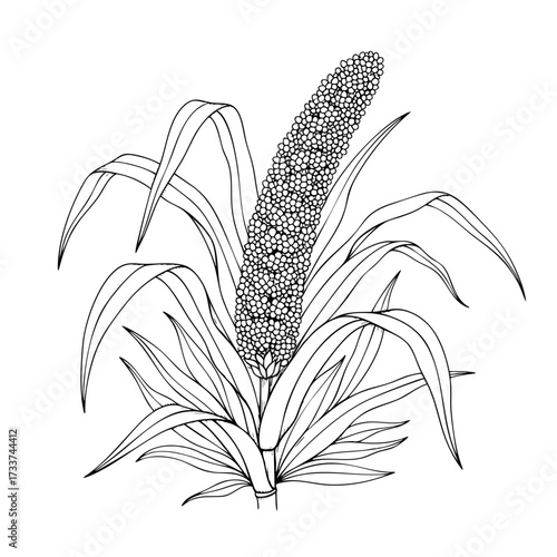 Millets Plant in between leaves on a white transparent background- Hand-drawn Art