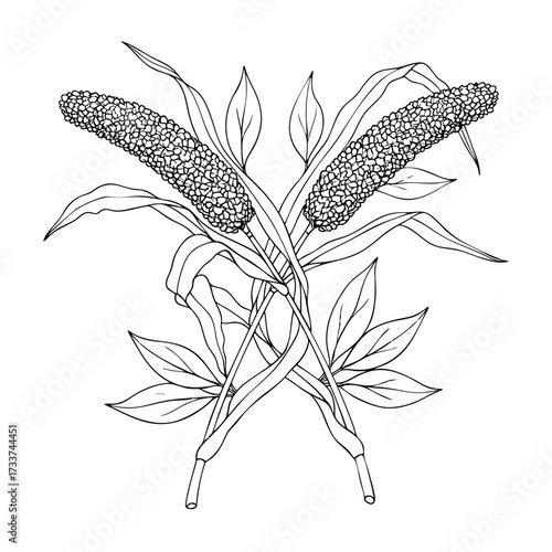 Two millets across eachother on a white transparent background- Hand-drawn Art