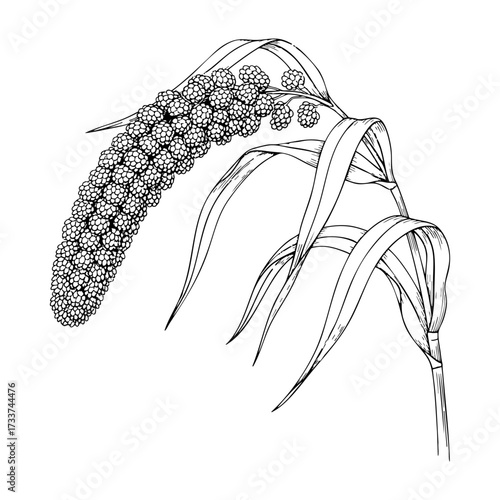 Single millets bent on a white transparent background- Hand-drawn Art