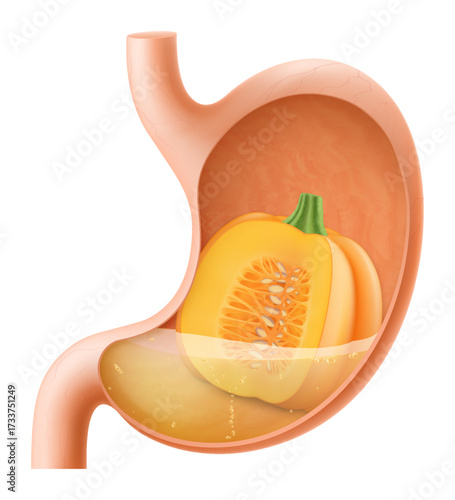 Human Stomach with pumpkin. The stomach digests pumpkin. A stomach filled with healthy and wholesome food. Proper nutrition. Realistic 3d Vector illustration. Food digestion process illustration