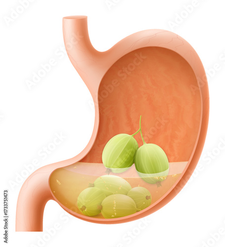 Human Stomach with gooseberry. The stomach digests gooseberry. A stomach filled with healthy and wholesome food. Proper nutrition. Realistic 3d Vector illustration. Food digestion process illustration