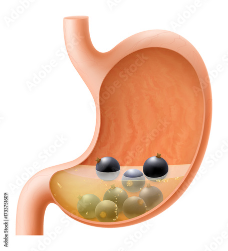 Human Stomach with black currant. The stomach digests currant. A stomach filled with healthy and wholesome food. Proper nutrition. Realistic 3d Vector illustration. Food digestion process illustration