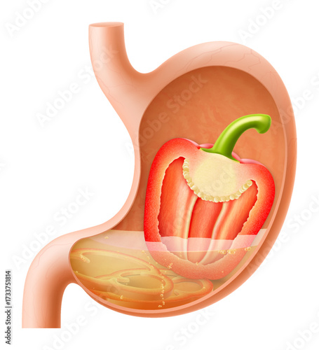 Human Stomach with bell pepper. The stomach digests pepper. A stomach filled with healthy and wholesome food. Proper nutrition. Realistic 3d Vector illustration. Food digestion process illustration