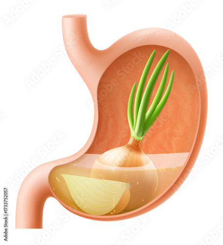 Human Stomach with onion. The stomach digests onion. A stomach filled with healthy and wholesome food. Proper nutrition. Realistic 3d Vector illustration. Food digestion process illustration