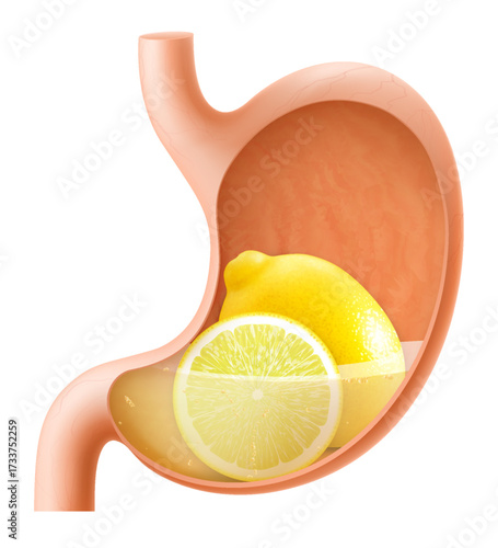 Human Stomach with lemon fruit. The stomach digests lemon. A stomach filled with healthy and wholesome food. Proper nutrition. Realistic 3d Vector illustration. Food digestion process illustration