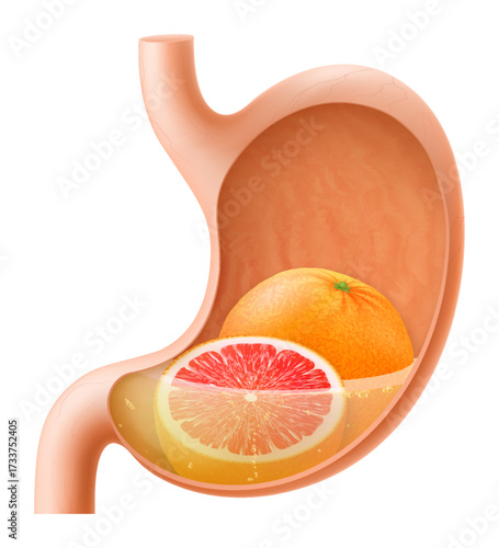 Human Stomach with grapefruit. The stomach digests grapefruit. A stomach filled with healthy and wholesome food. Proper nutrition. Realistic 3d Vector illustration. Food digestion process illustration