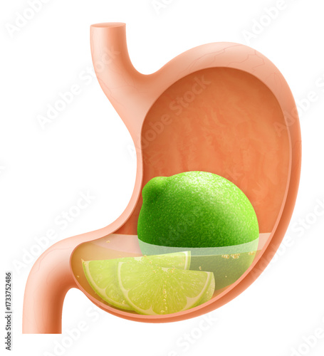 Human Stomach with lime fruit. The stomach digests lime. A stomach filled with healthy and wholesome food. Proper nutrition. Realistic 3d Vector illustration. Food digestion process illustration