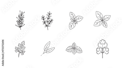 Vector art of herbs