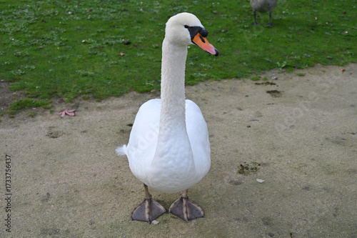 Un cygne sur un sentier d'un parc