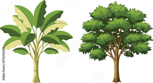 Banana tree and deciduous tree comparison showing leaf shape, trunk structure, foliage density, botanical diversity, nature design, and educational reference