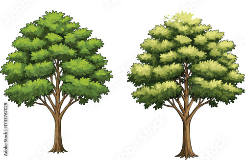 Cartoon tree comparison showing dense and airy green canopies, foliage variation, seasonal contrast, nature design, playful art, and botanical diversity