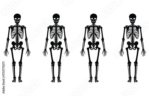 WebSpooky skeletons lined up against a white background, perfect for Halloween projects and educational infographics on human anatomy and bone structure or adding a touch of macabre fun to your design