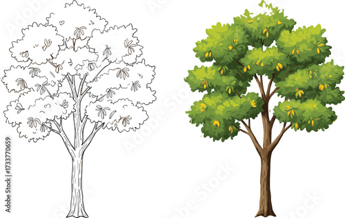 Tree illustration comparison showing black-and-white sketch and full-color version with foliage, fruits, artistic contrast, botanical detail, and visual storytelling