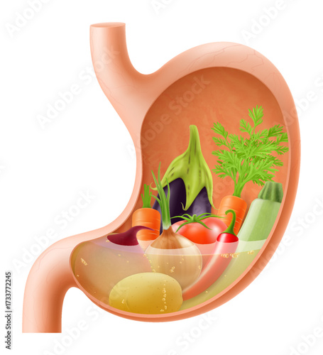 Stomach with various vegetables eggplant, zucchini, carrots, peppers, beets, onions, beets, potatoes. A stomach filled with healthy food. Realistic 3d Vector illustration. Food digestion process