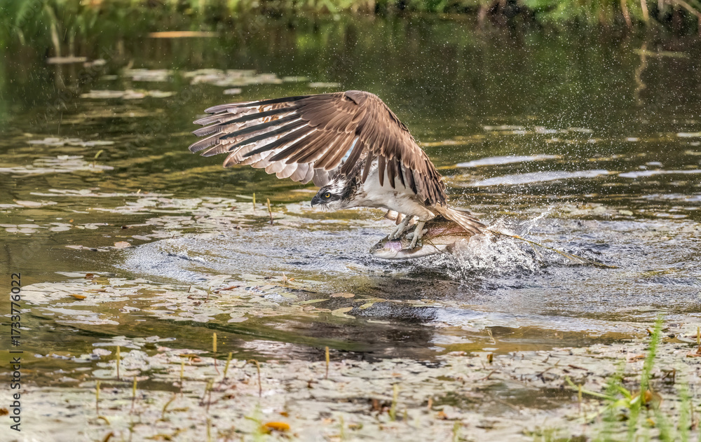 Fototapeta premium Osprey catching a trout from a pond