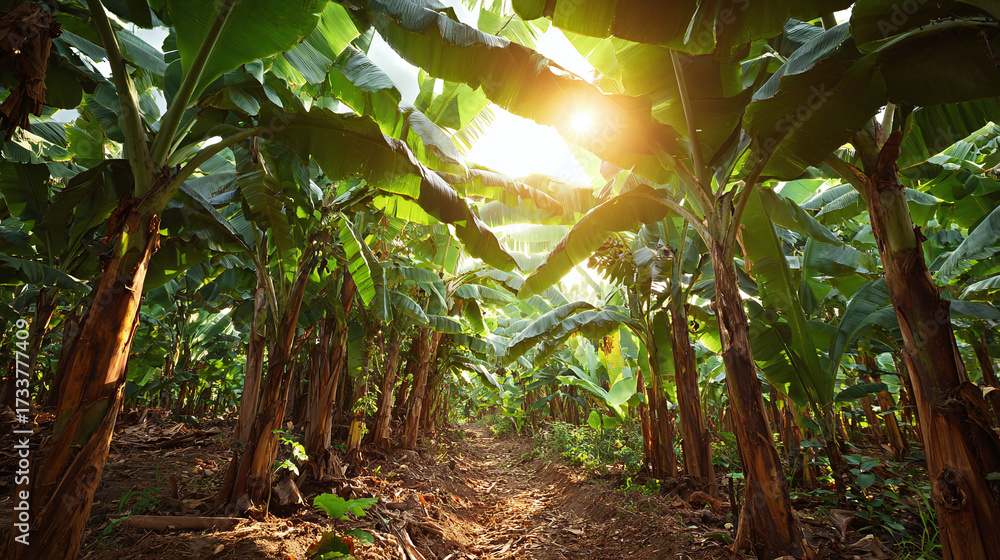 Obraz premium Lush banana plantation bathed in sunlight, creating a vibrant scene of tropical agriculture and natural beauty. A haven for nature enthusiasts.