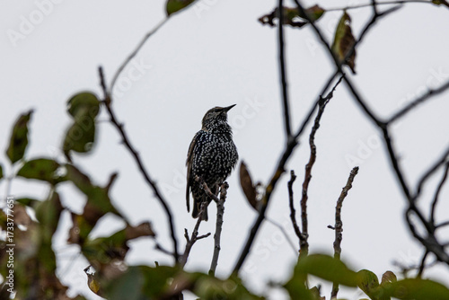 bird on a branch