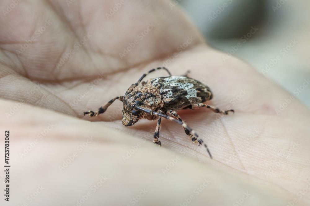 Obraz premium Detailed close up of longhorn beetle resting on person palm, showcasing intricate patterns on its exoskeleton and evoking sense of wonder and curiosity