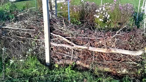 Aerial view of an ecological garden, vegetable, flower, dry hedge, chard, bean, tomato, cabbage, cosmos, calendula