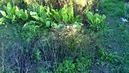 Aerial view of an ecological garden, vegetable, flower, dry hedge, chard, bean, tomato, cabbage, cosmos, calendula