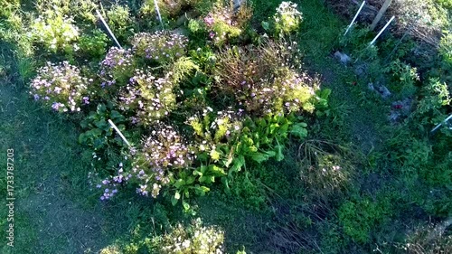 Aerial view of an ecological garden, vegetable, flower, dry hedge, chard, bean, tomato, cabbage, cosmos, calendula