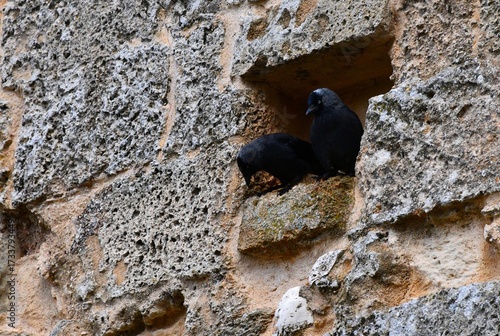 Two black birds stand next to each other in a hole in a pale stone wall. One is looking down, and the other is seen in profile. The back of their heads are grey flecked with white. 
