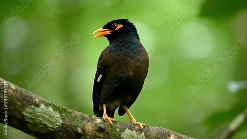 Wild Myna Bird Standing On Tree Branch With Green Background
