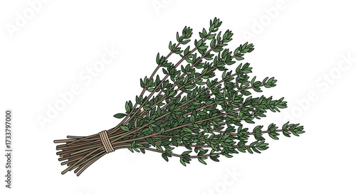 A fresh bunch of aromatic thyme herb tied with twine on a white background.