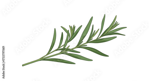 A close up of a sprig of rosemary on a white background with a few small leaves.