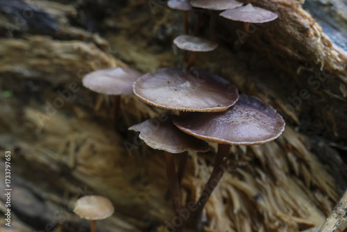 Canvas-taulu Cluster of small, delicate mushrooms sprouts from weathered log, displaying sense of quiet growth and resilience nature